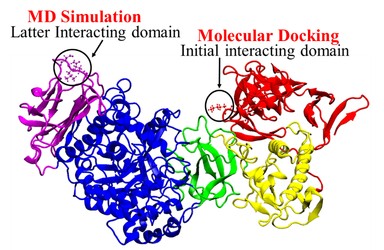 Bio-Macromolecules