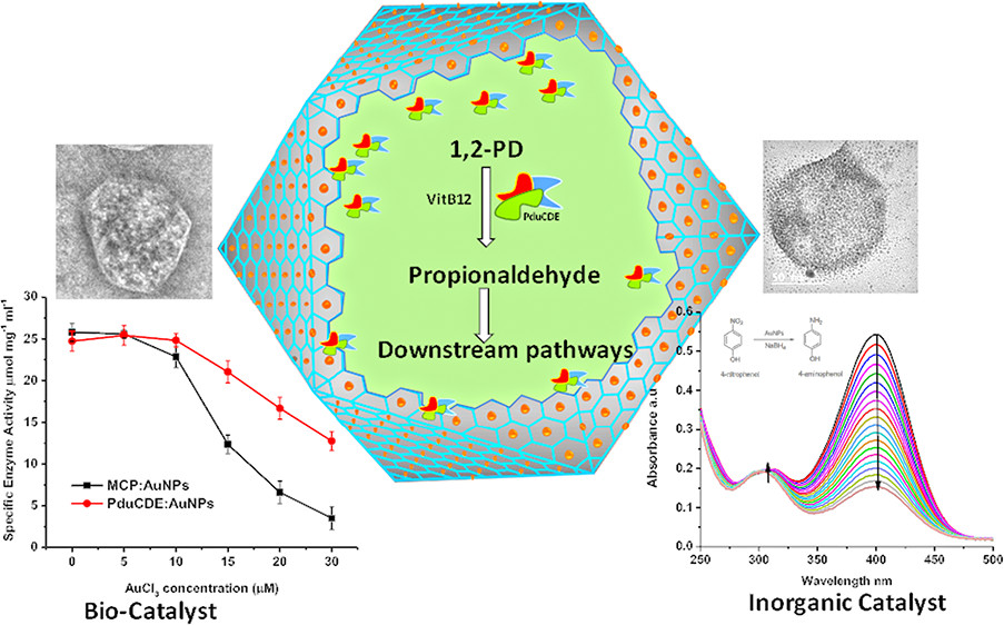 Nanoparticle Fabrication on Bacterial Microcompartment Surface for the Development of Hybrid Enzyme-Inorganic Catalyst