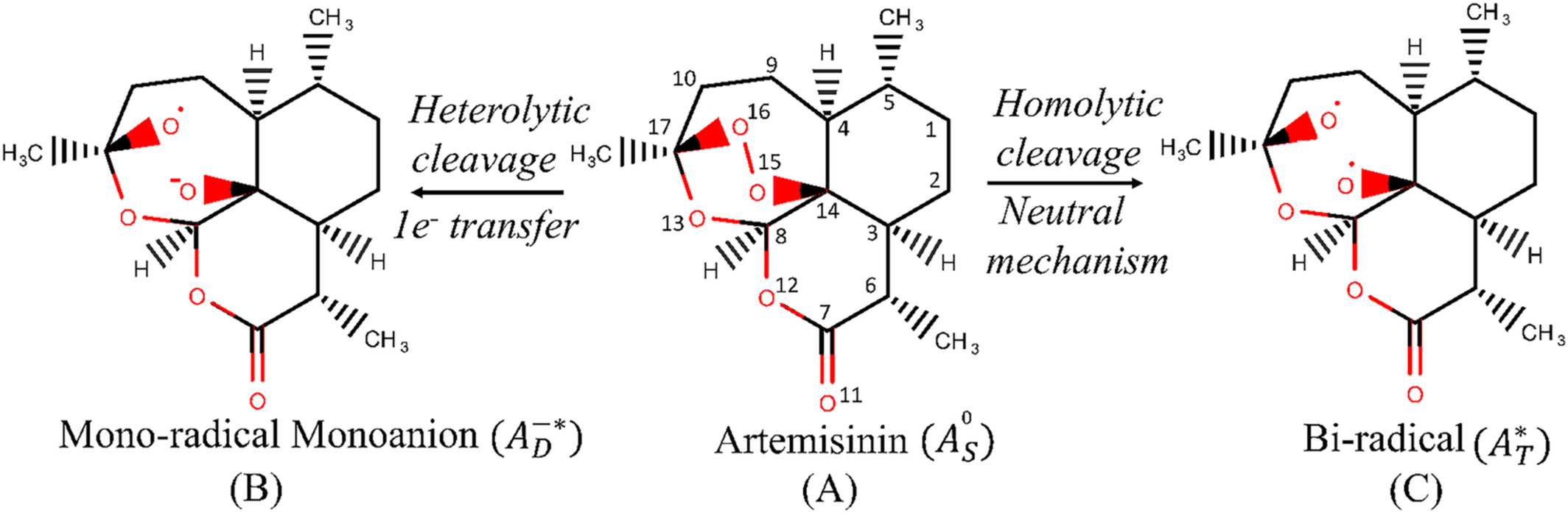 Nonreductive homolytic scission of endoperoxide bond for activation of artemisinin: A parallel mechanism to Heterolytic cleavage