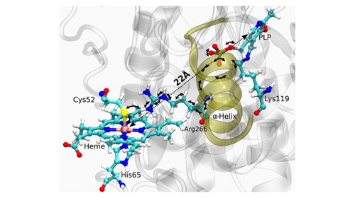 Understanding the role of R266K mutation in cystathionine β-synthase (CBS) enzyme: an in silico study